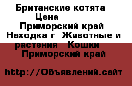 Британские котята › Цена ­ 4 000 - Приморский край, Находка г. Животные и растения » Кошки   . Приморский край